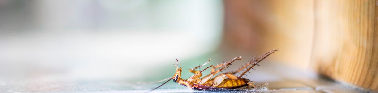 Pest Guide & Prevention