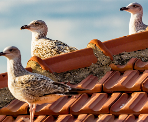 Roaches Pest Control Auckland NZ