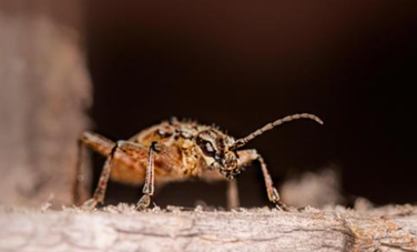 Roaches Pest Control Auckland NZ