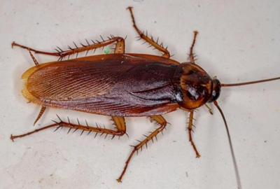 Cockroach Pest Control Auckland NZ