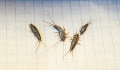 Roaches Pest Control Auckland NZ