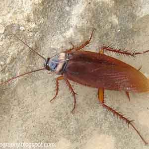 Cockroach Pest Control Auckland NZ