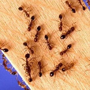 Ant Pest Control Auckland NZ