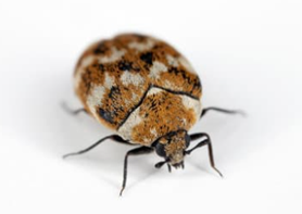 Carpet Beetle Pest Control Auckland NZ