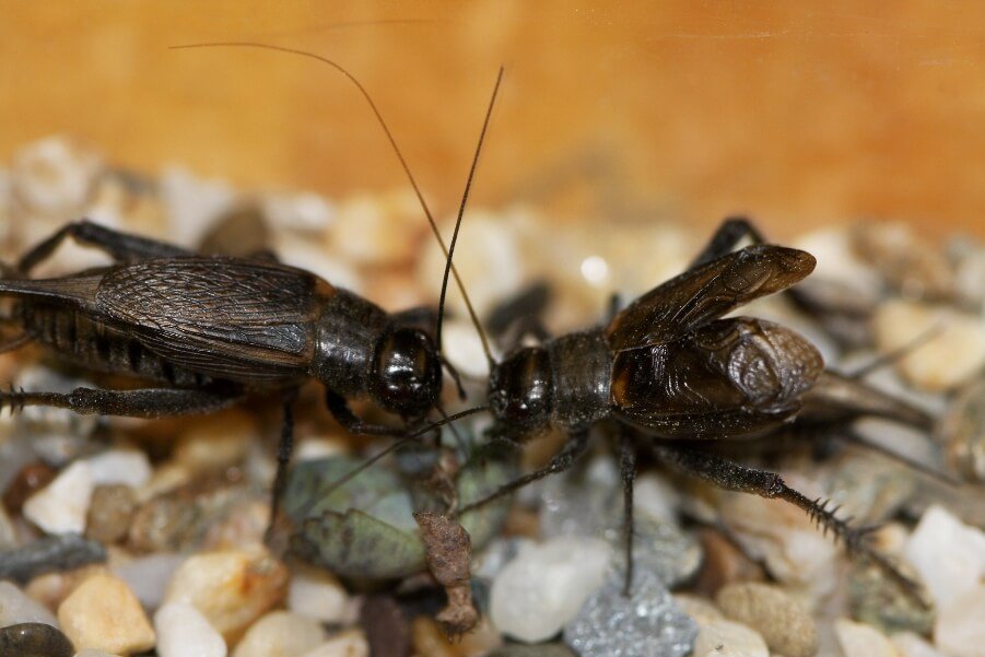Cricket Pest Control Auckland NZ