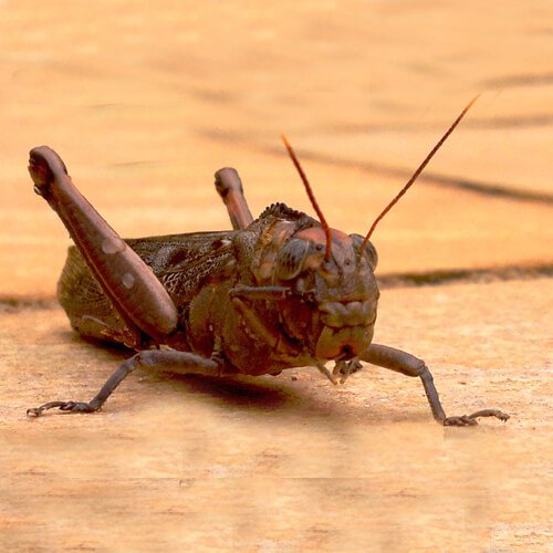 Cricket Pest Control South Auckland NZ