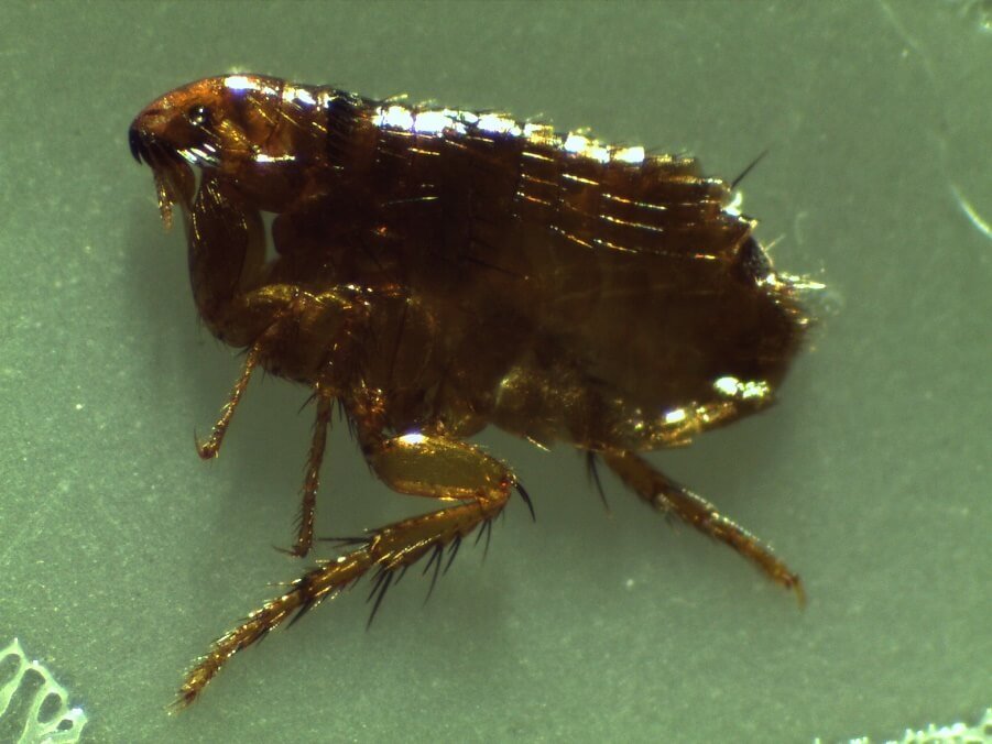 Flea Control Auckland NZ