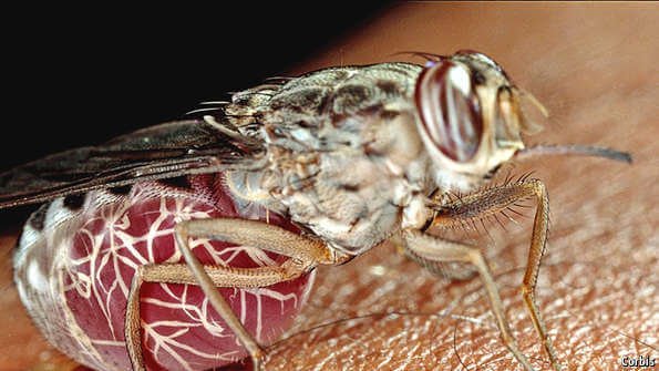 Fly Control Central Auckland NZ