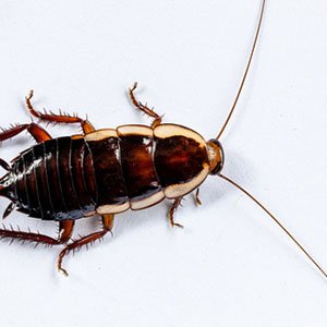 Cockroach Pest Control Auckland NZ