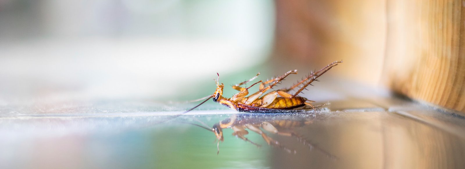 Pest Control Deals Auckland NZ