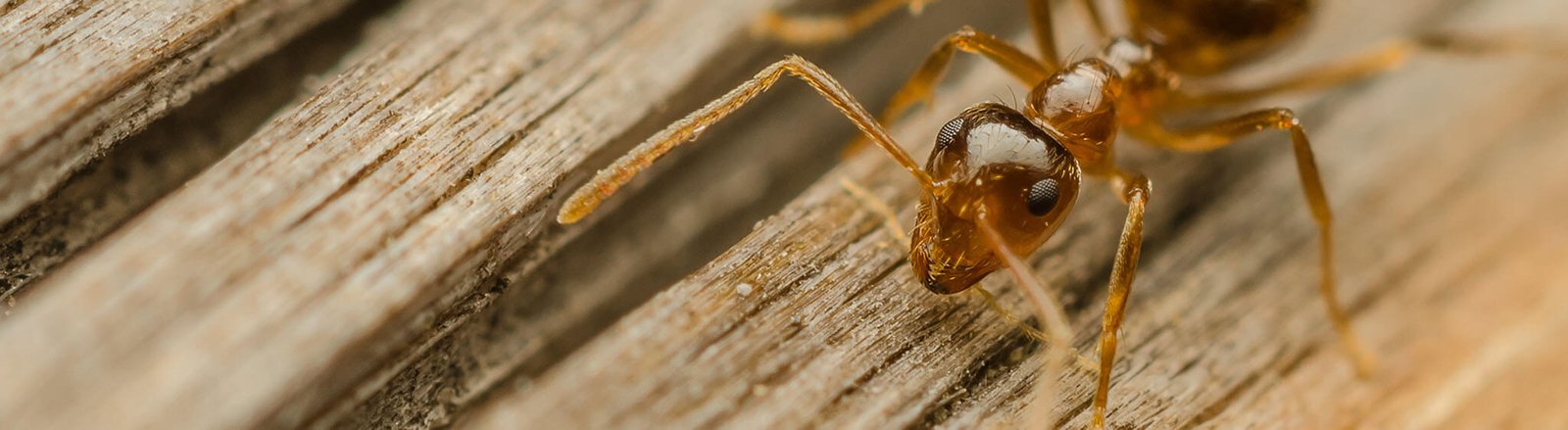 Pest Control Deals Auckland