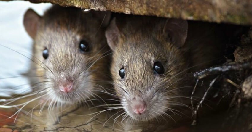 Mice Control Auckland NZ