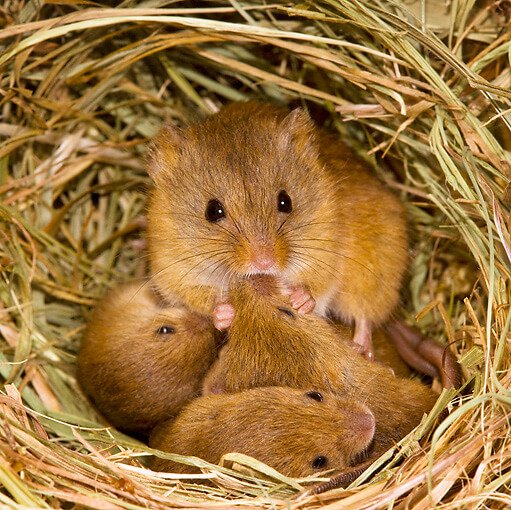 Mice Pest Control Auckland NZ