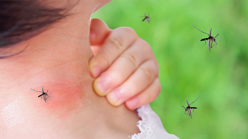 Mosquito Control Auckland NZ