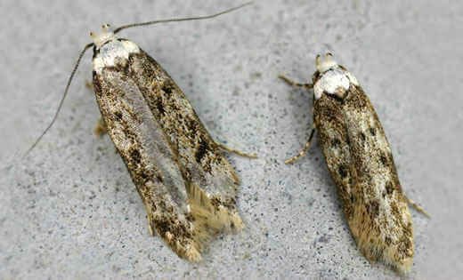 Moth Control South Auckland NZ