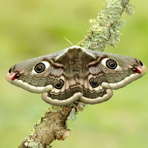 Moth Pest Control Auckland NZ