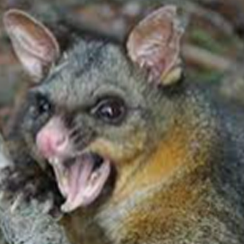Possums No Problem