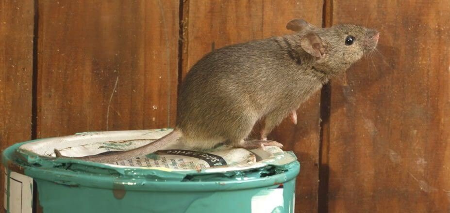 Rat Control Auckland NZ