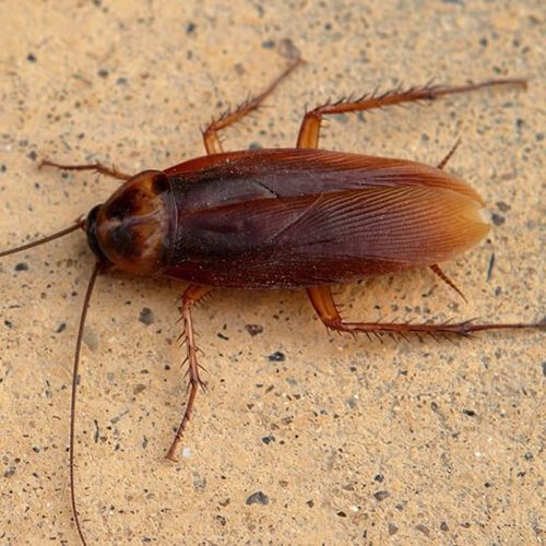 Roaches Pest Control Auckland NZ