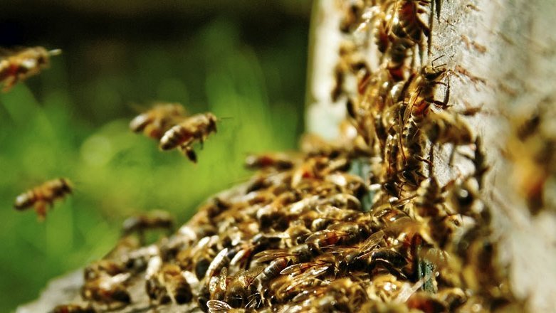 Wasp Control South Auckland NZ